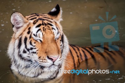 Tiger In The Water Stock Photo