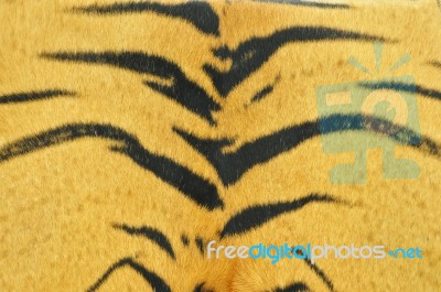 Tiger Skin Pattern Stock Photo