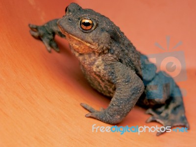 Toad Stock Photo