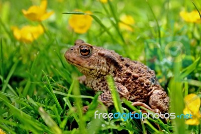 Toad In Buttercups Stock Photo