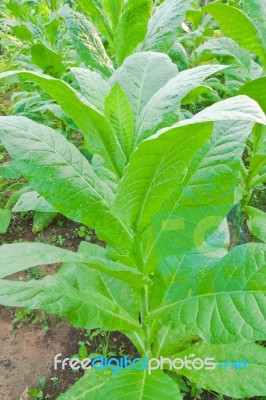 Tobacco Leaves Stock Photo