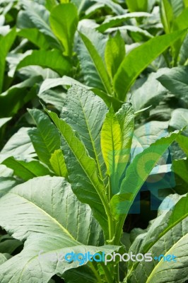 Tobacco Plant Stock Photo