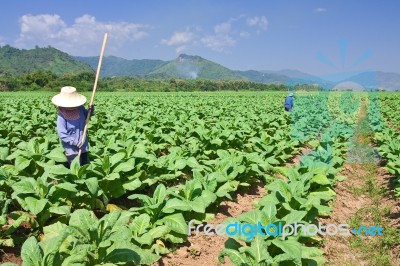 Tobacco Plantation In Northern Thailand Stock Photo