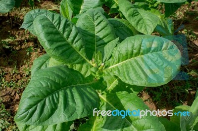 Tobacco Plants Stock Photo