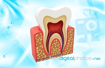 Tooth Structure Stock Image