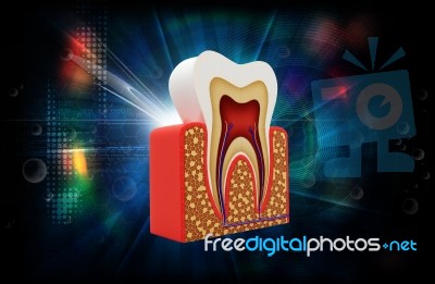 Tooth Structure Stock Image