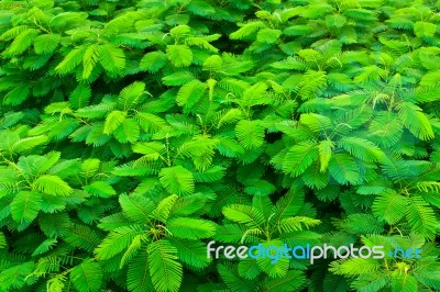 Top View Of Tropical Forest Stock Photo