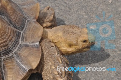 Tortoise Stock Photo