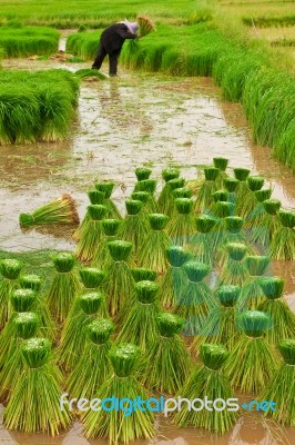 Traditional Rice Growth In Thailand Stock Photo