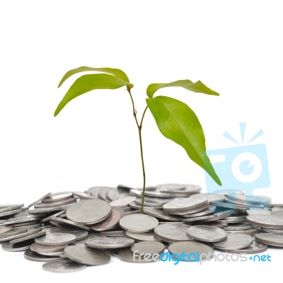 Tree and coin Stock Photo