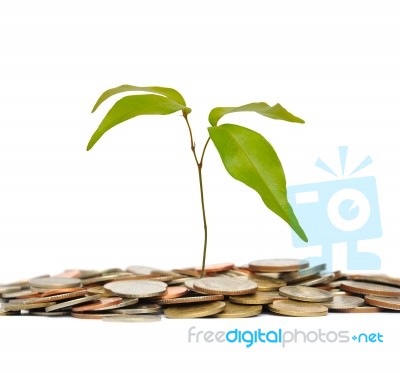 Tree And Coin On An Isolated White Background Stock Photo