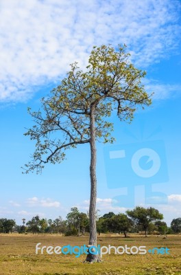 Tree And Sky In Countryside Stock Image