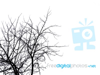 Tree Branches Without Leaf Stock Photo