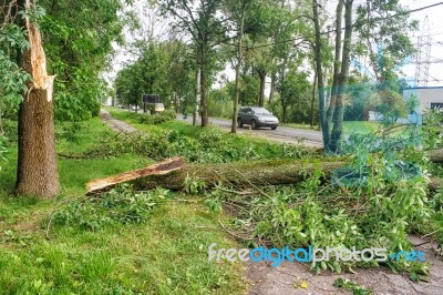 Tree Broken By A Storm Lies On The Road Stock Photo