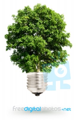 Tree Bulb Stock Photo