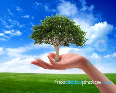 Tree Ecology Stock Image