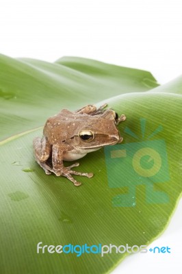 Tree Frog On Leaf Stock Photo