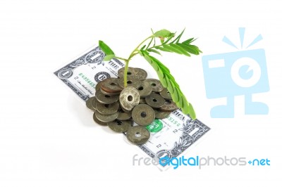 Tree Growing In A Pile Of Money Stock Photo