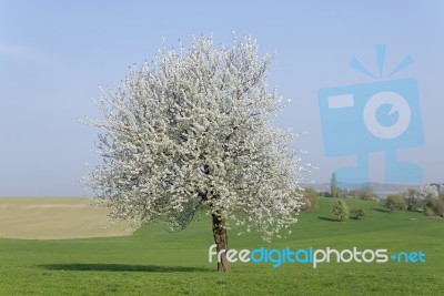 Tree In Blossom Stock Photo