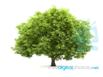 Tree Isolated Stock Photo
