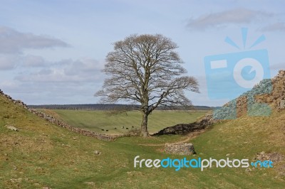 Tree On Hadrians Wall Stock Photo