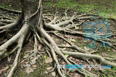 Tree Roots Stock Photo