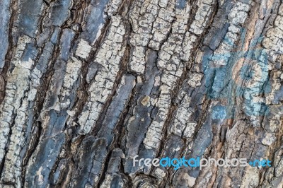 Tree Trunk Skin Texture Stock Photo