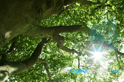 Tree With Sunshine Stock Photo