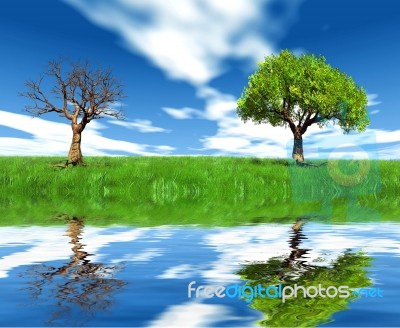 Trees By A Lake Stock Image