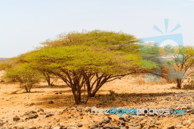 Trees In Kenya Stock Photo