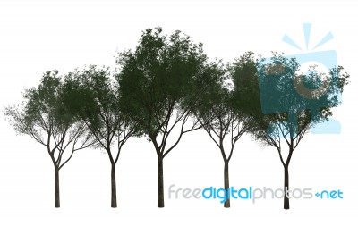 Trees On Isolated Background Stock Image