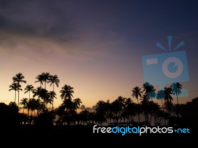 Tropical Dawn With Palms Stock Photo