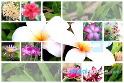 Tropical Flower Wide Variety Stock Photo