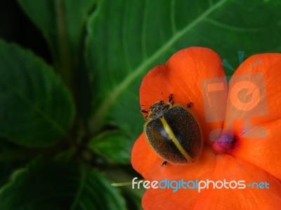 Tropical Ladybug Stock Photo