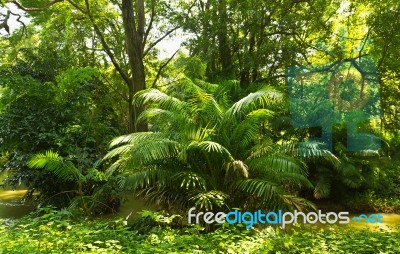 Tropical Rainforest Jungle Stock Photo