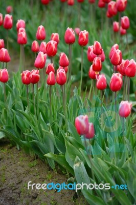 Tulip Blossom Stock Photo