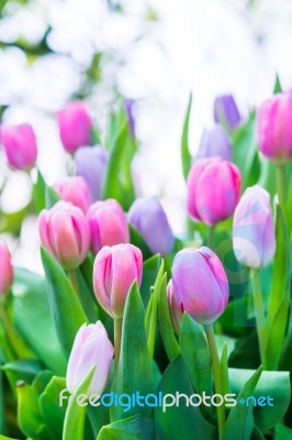 Tulip Closeup Stock Photo