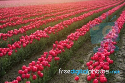 Tulip Farm Stock Photo