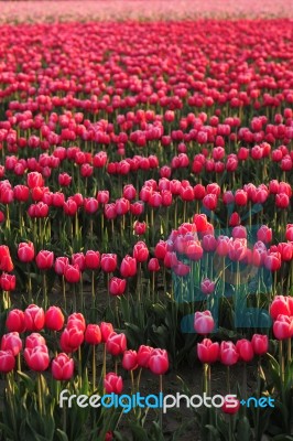 Tulip Farm Stock Photo