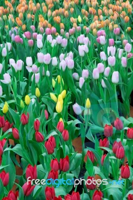 Tulip Field Stock Photo