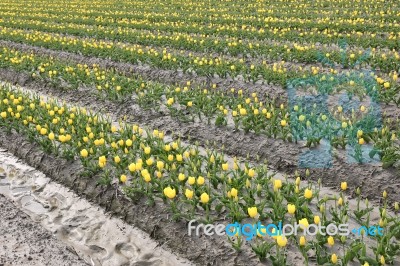 Tulip Flowers In The Farm Stock Photo