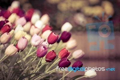 Tulips In Retro Color Style Stock Photo
