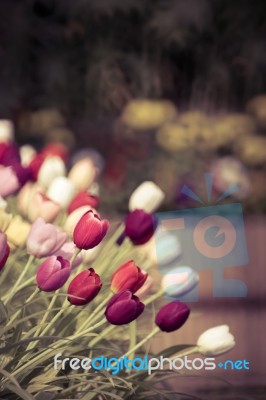 Tulips In Retro Color Style Stock Photo