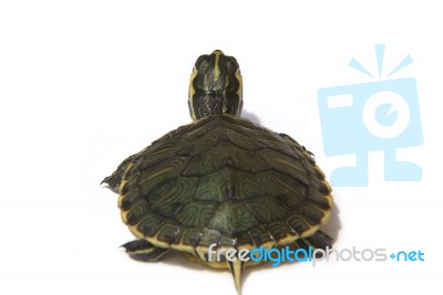 Turtle Stock Photo