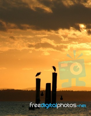 Two Birds At Sunset Stock Photo
