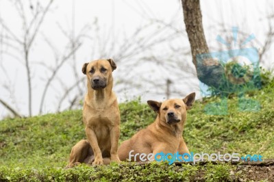 Two Brown Dogs Stock Photo