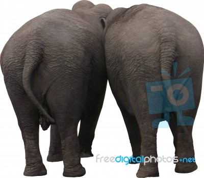 Two Elephants Behind Stock Photo