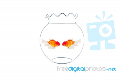 Two Gold Fishes In Fishbowl Stock Photo