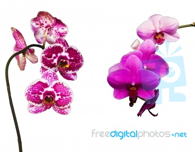 Two Pink And Tiger Orchids Stock Photo
