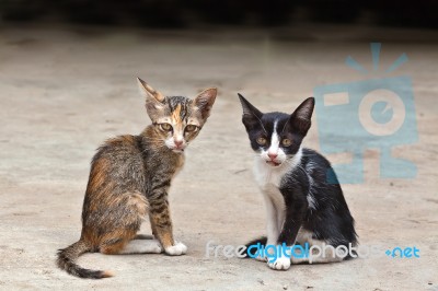 Two Small Cute Kitten Sitting Stock Photo